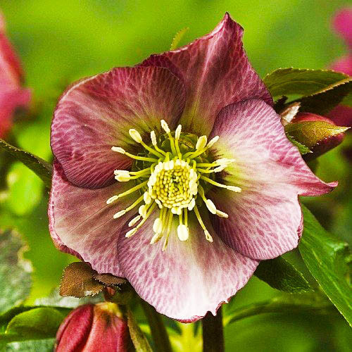 Морозник Pretty Ellen Red