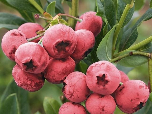 Блакитнина Рожевий Лимонад (Двохрічний, ЗКС), фото 1