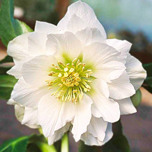 Морозник White Double
