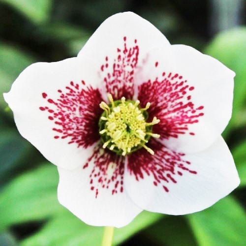 Морозник White Spotted