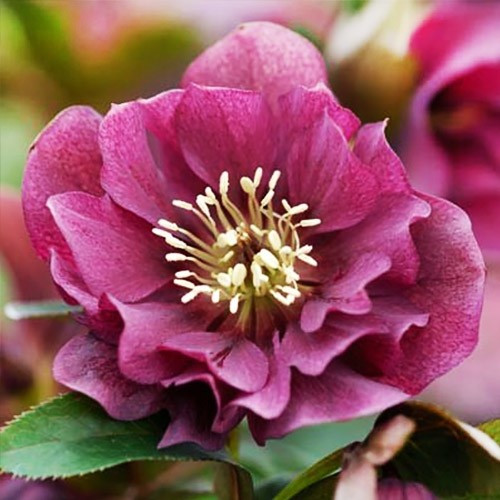 Морозник Double Ellen Red