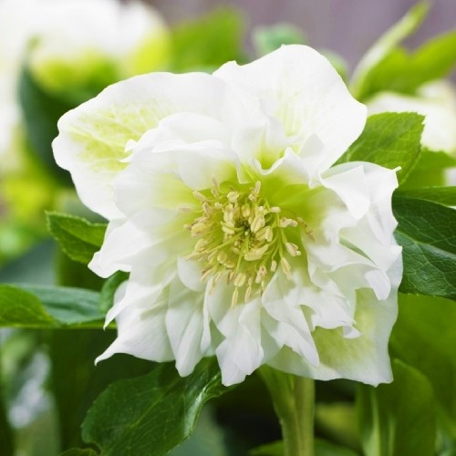 Морозник Double Ellen White