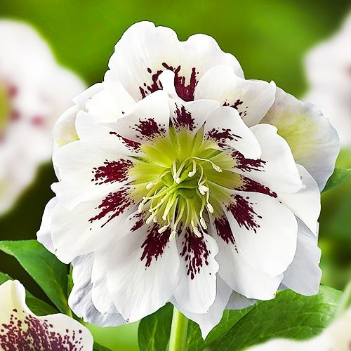 Морозник Double Ellen Spotted White