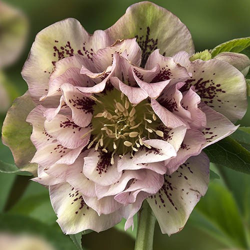 Морозник Double Ellen Spotted Pink