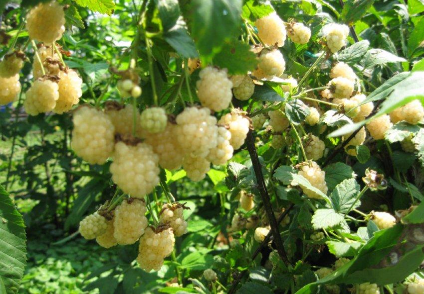 Єживіка Полар бери (однорічні, зкс)