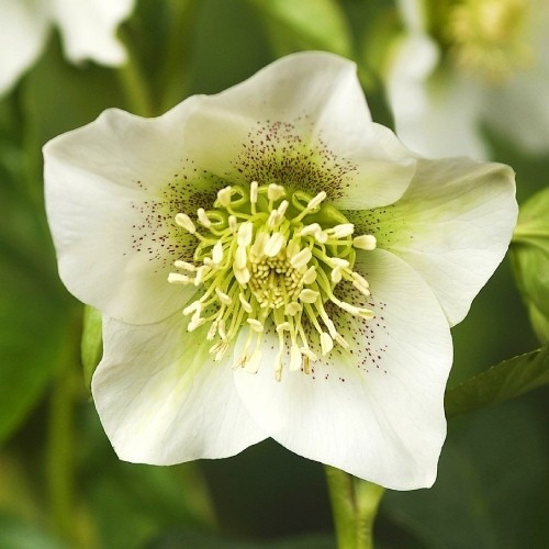 Морозник Pretty Ellen White