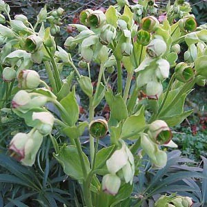 Морозник Foetidus