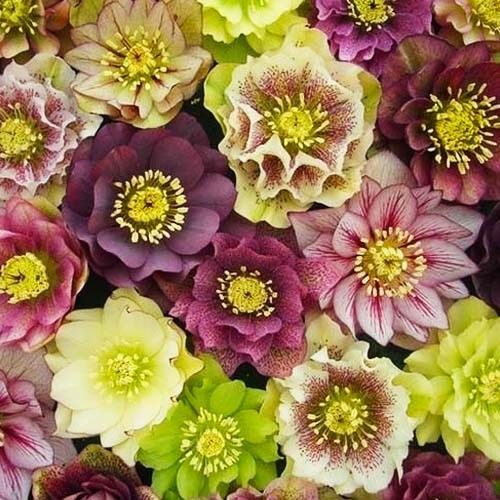 Морозник Double Queen Mix