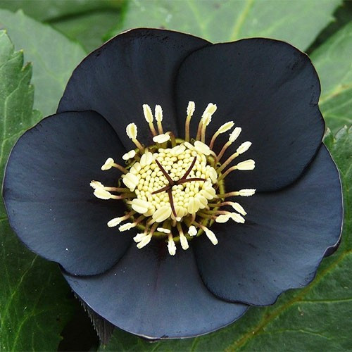 Морозник Prince Black