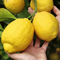 Лимон "Мейера" 50-75см (с цветами)
