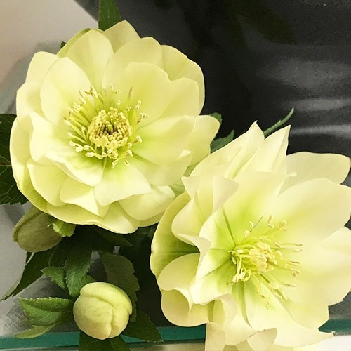 Морозник Prince Double Creme