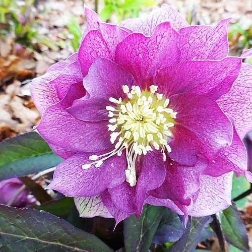 Морозник Prince Double Dark Pink