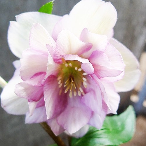 Морозник Prince Double Light Pink