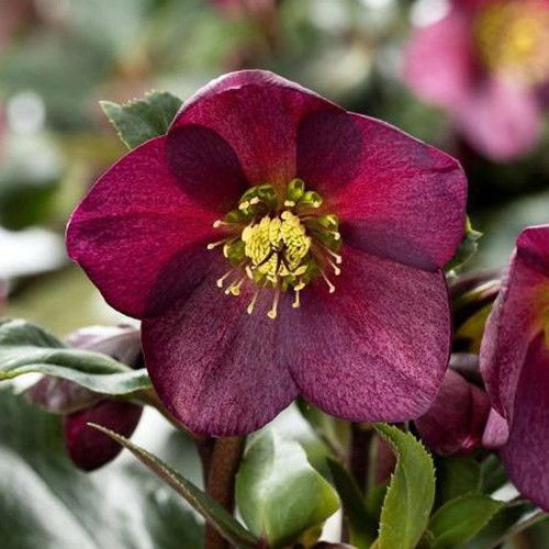 Морозник Prince Picotee-Red
