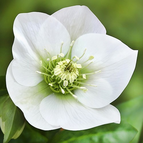 Морозник Prince White