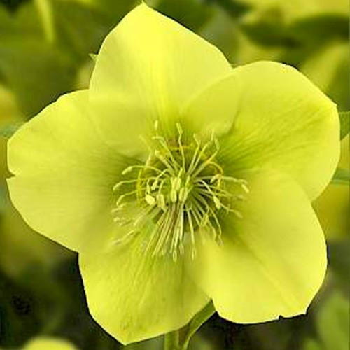 Морозник Prince Yellow
