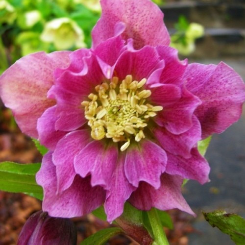 Морозник Prince Double Pink