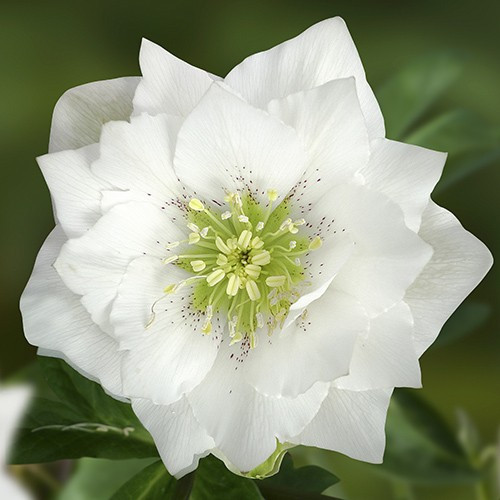 Морозник Prince Double White