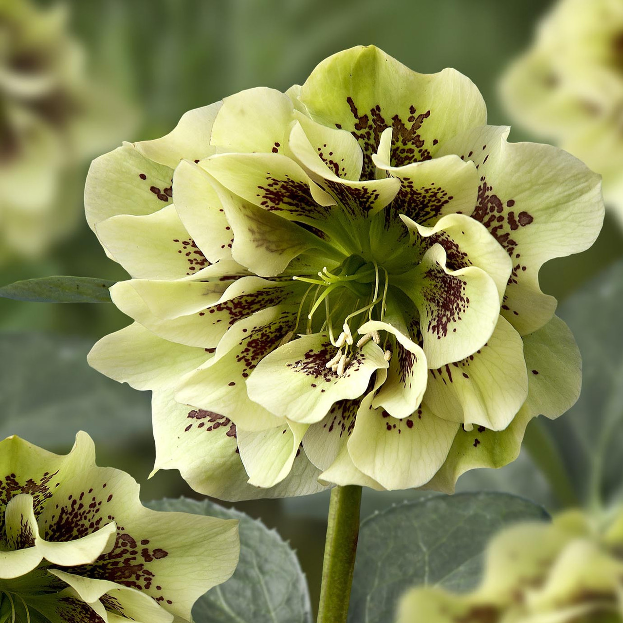 Морозник Double Ellen Spotted Yellow