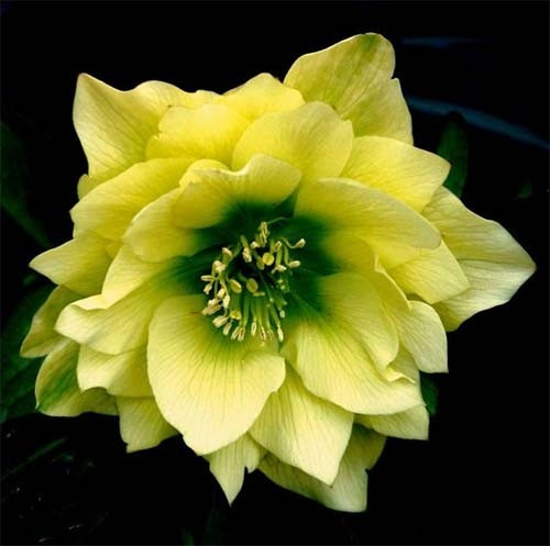 Морозник Orientalis Yellow Double