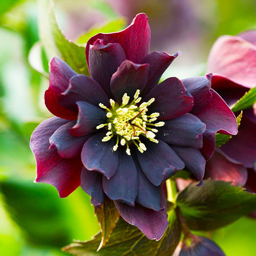 Морозник Purple Double