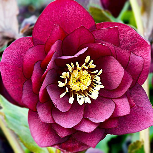 Морозник Red Double