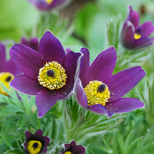 Сон-трава Vulgaris Violet