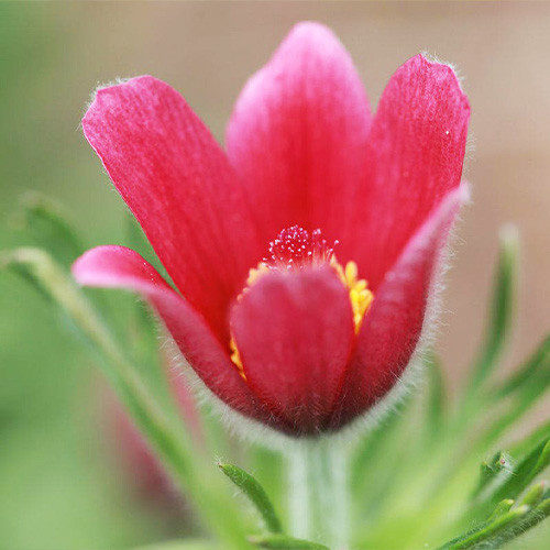 Сон-трава Vulgaris Rose