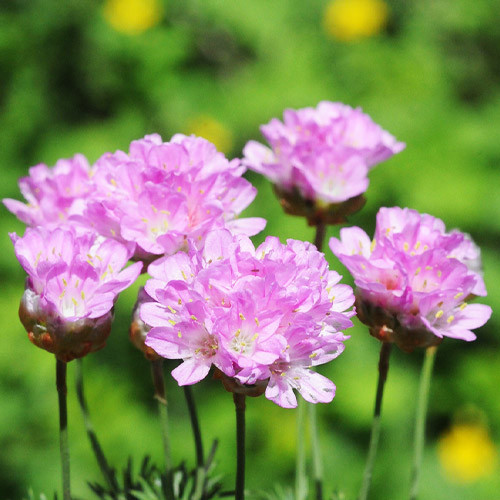 Армерія Juniperifolia