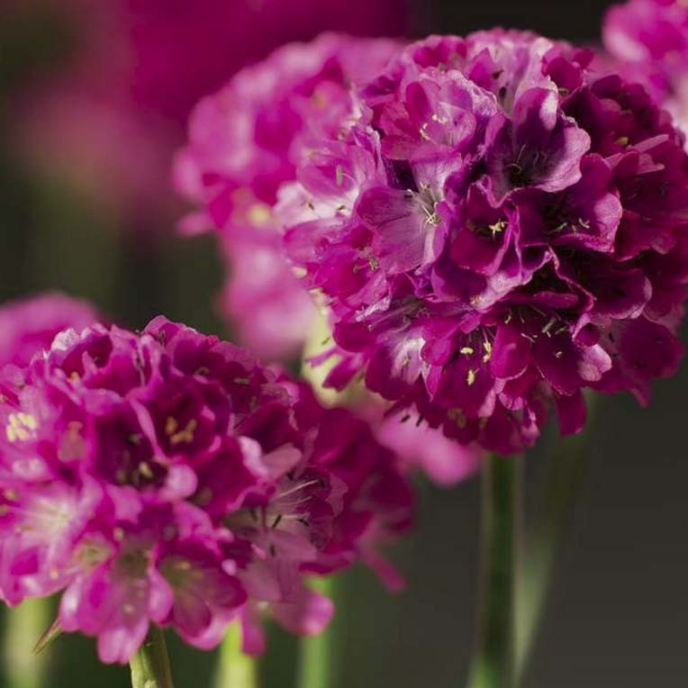 Армерія Armada Deep Rose