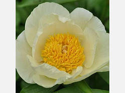 Півонія Roy Pehrson's Best Yellow (кореневища)