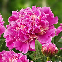 Півонія Anima (кореневища)