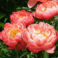 Півонія Coral Supreme (кореневища)