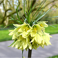 Фритиларія "Early Sensation"