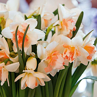 Нарцис My store 12/14