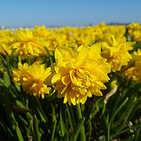 Нарцис махровий Tеte de Luxe 12+