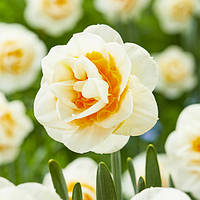 Нарцис Double Dee 12/14