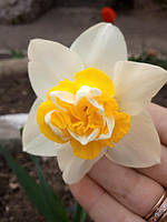 Нарцис Wave 12/14