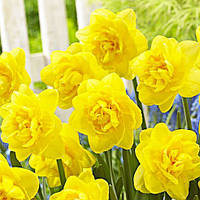 Нарцис Sherborne 12/14