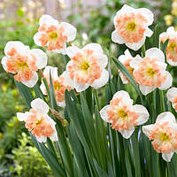 Нарцис Mallee 12/14