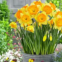 Нарцис Ferrishheel 12/14