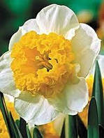 Нарцис Curly 12/14