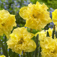 Нарцис Sunny side up 12/14