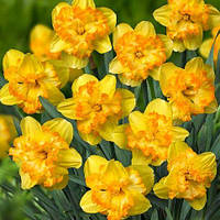 Нарцис Blazing startet 12/14