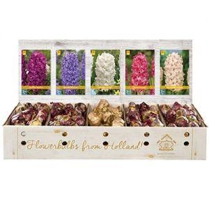 Шоубокс Гіацинти Jub Holland, фото 1