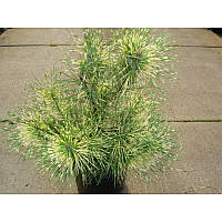 Сосна Окулус Драконіс (20-25 см)