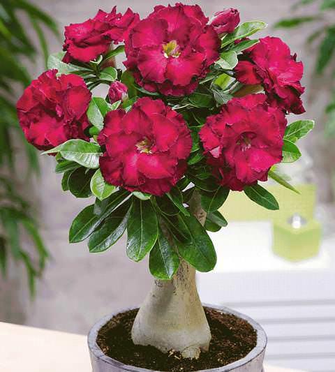 Аденіум Red Camellia (высота 10 - 15 см), фото 1