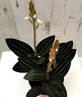 Орхидея Лудизия (Ludisia) (молодое ростение в контейнере)