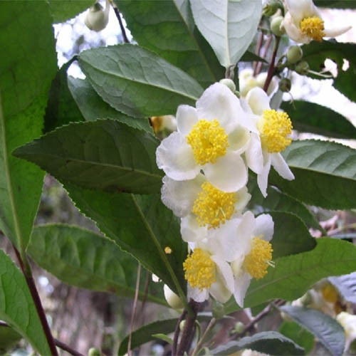 Камелія Чайна Sinensis (висота 45-50 см), фото 1