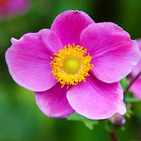 Анемона Hadspen Abundance (сажінці)